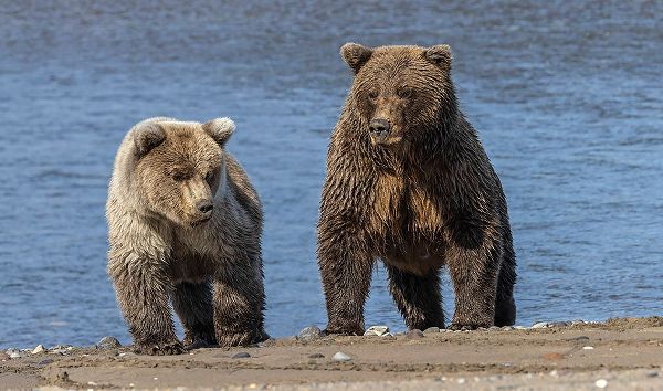 Jones, Adam 아티스트의 Grizzly bear cub and adult female-Lake Clark National Park and Preserve-Alaska-Silver Salmon Creek작품입니다.
